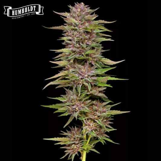 Auto Pineapple Muffin Blüte mit kompaktem Bud, violetten Akzenten und harzigen Kelchen