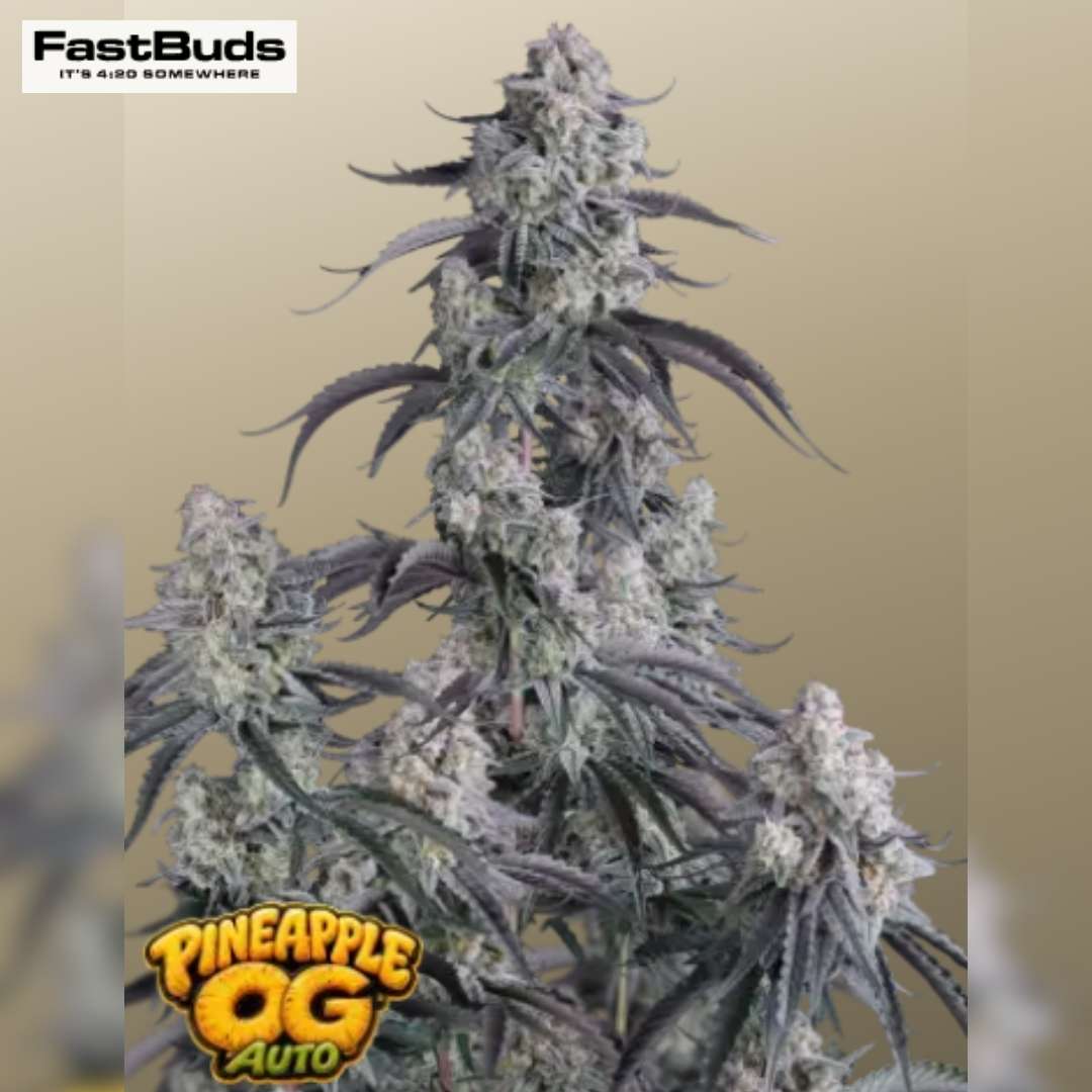 Pineapple OG Auto mit dichten, harzigen Blüten und dunkelvioletten Zuckerblättern