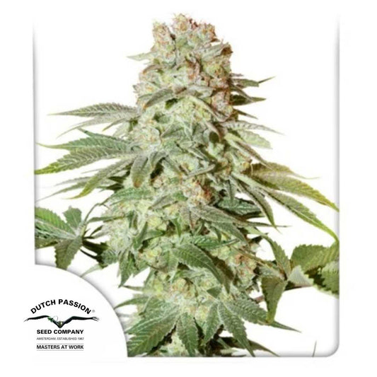 Auto Power Plant mit dichten, harzigen Blüten und kräftigen grünen Blättern