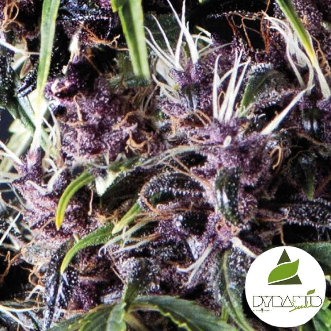 Dichte violette Auto Purple Blüten mit weißen Stempeln und starkem Harzüberzug