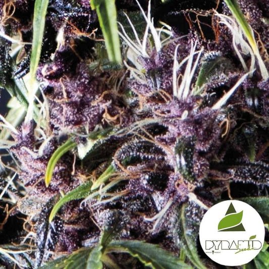 Dichte violette Auto Purple Blüten mit weißen Stempeln und starkem Harzüberzug