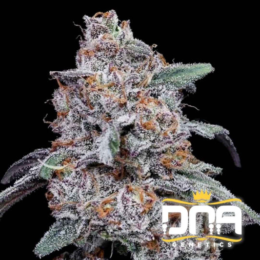 Dicht bewachsene Auto Purple People Eater Blüte mit violetten Nuancen, orangefarbenen Härchen und dicker Harzschicht.