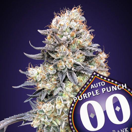 Kristallbedeckte Auto Purple Punch Blüte mit dunklen Zuckerblättern und kräftig orangefarbenen Blütenhaaren.