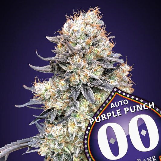 Kristallbedeckte Auto Purple Punch Blüte mit dunklen Zuckerblättern und kräftig orangefarbenen Blütenhaaren.