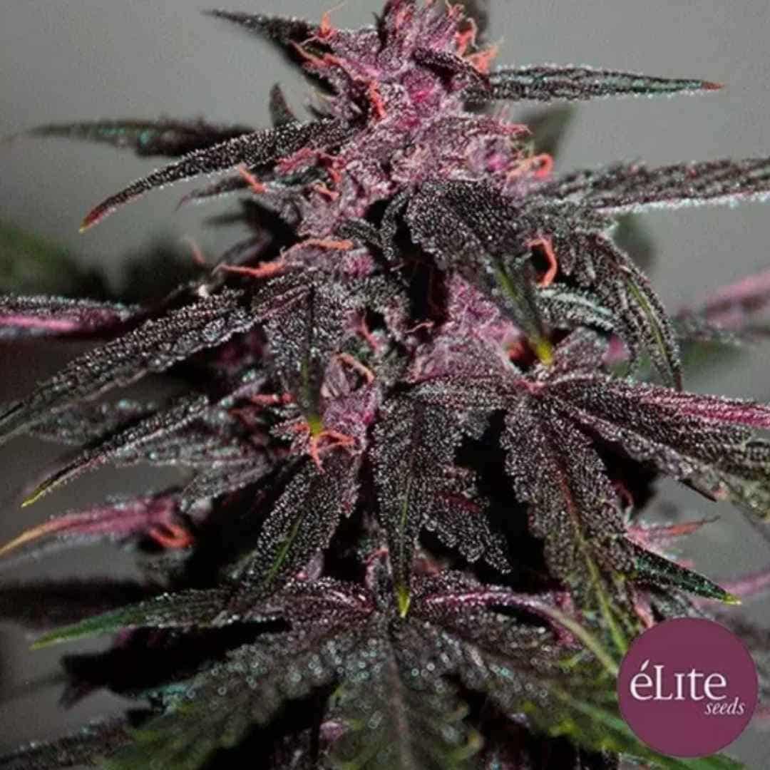 Auto Purplediol CBD Blüte mit violetten Buds, dunklen Blättern und sichtbaren Harzkristallen