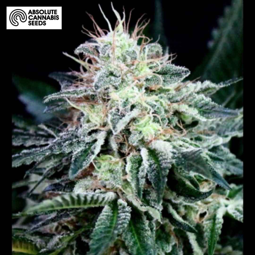 Auto Radical Cannabisblüte mit dichten Trichomen, grünen Zuckerblättern und orangefarbenen Blütenfäden