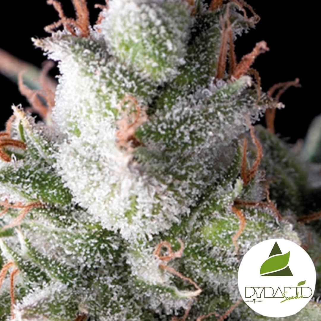 Auto Ramses (Pyramid Seeds) Feminisiert