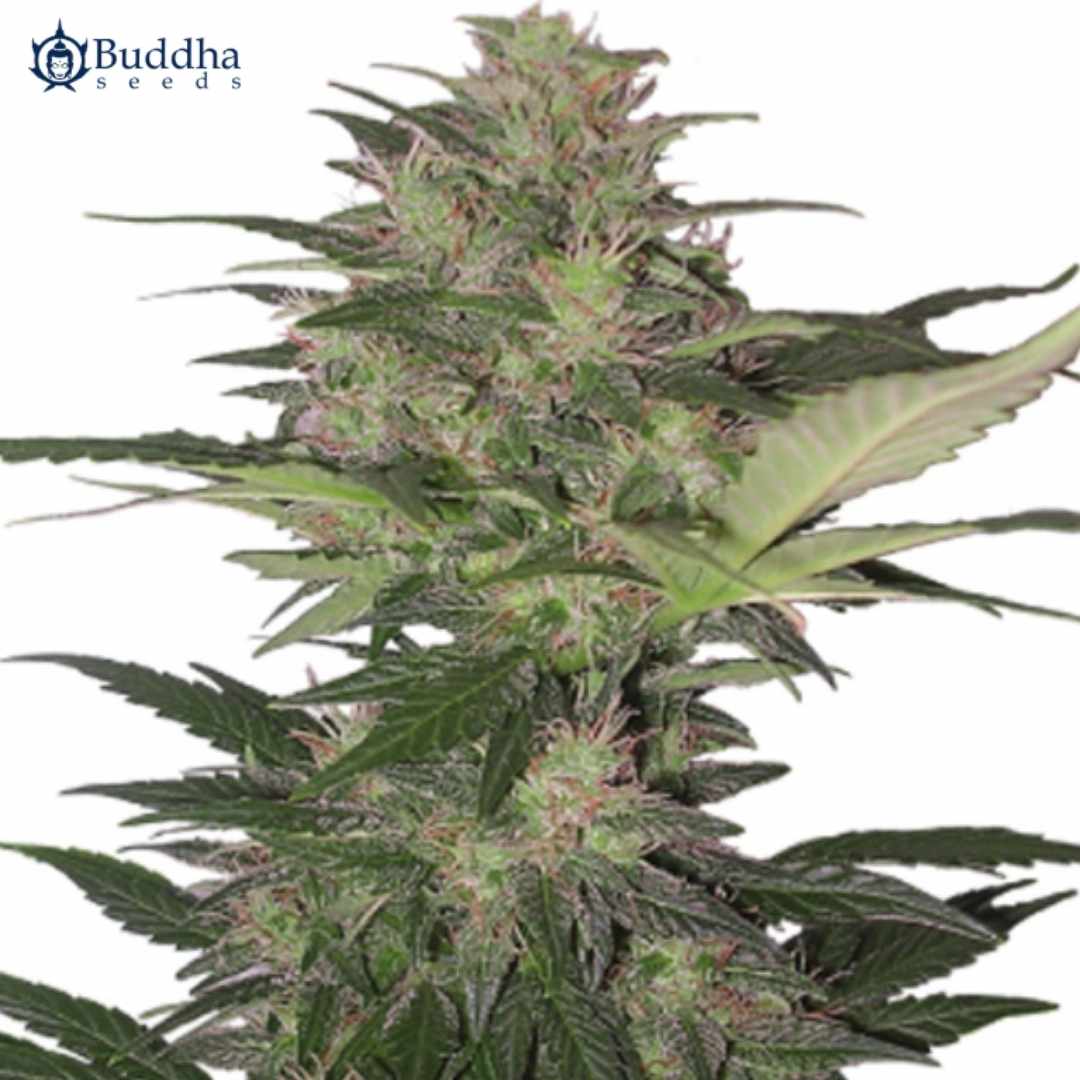 Auto Red Dwarf Cannabispflanze mit kompakten, harzigen Blüten und schmalen grünen Blättern