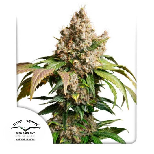 Auto Red Tropicana Cookies Pflanze mit dichten Harzknospen und rötlich-grünen Blättern von Dutch Passion.