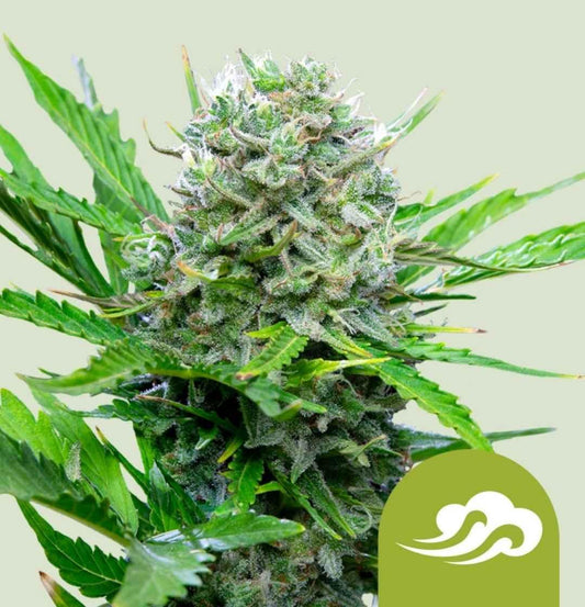 Nahaufnahme einer harzreichen Royal Bluematic Blüte mit dichter Trichomschicht auf grünen Zuckerblättern.