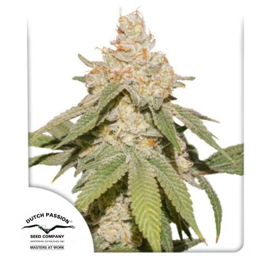 Auto SFV OG Blüte mit dichten, harzigen Buds und orangefarbenen Härchen