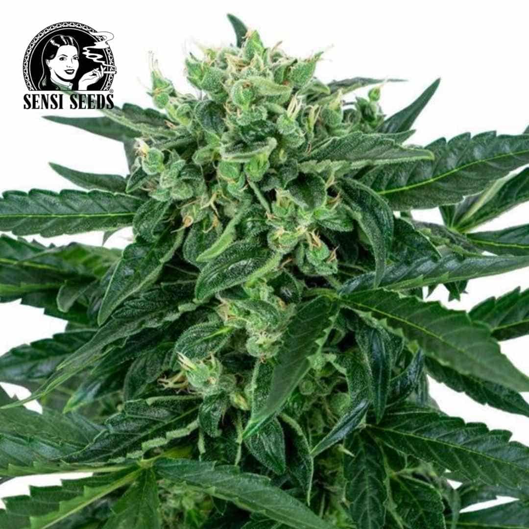Sensi Amnesia Auto mit dichter, harziger Hauptblüte und schmalen dunkelgrünen Blättern