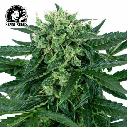 Sensi Amnesia Auto mit dichter, harziger Hauptblüte und schmalen dunkelgrünen Blättern