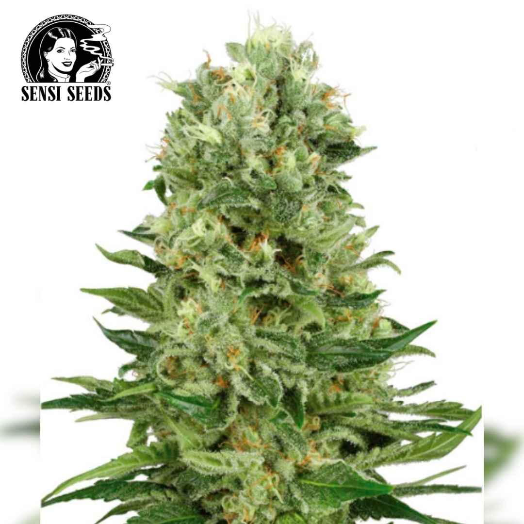 Dichte Auto Skunk #1 Blüte mit harzigen Zuckerblättern und orangefarbenen Blütenfäden
