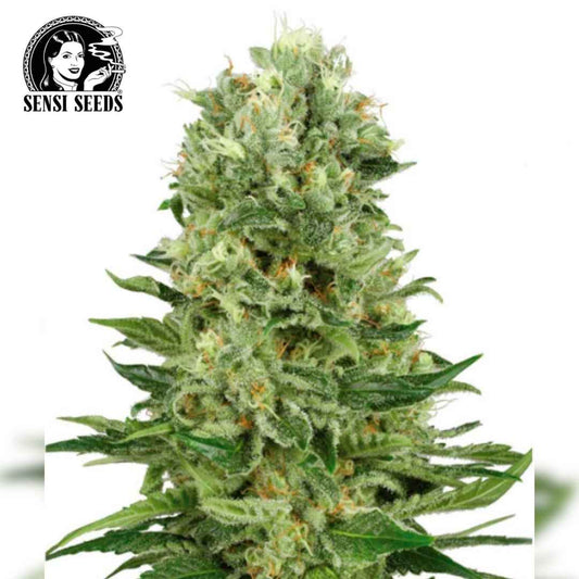 Dichte Auto Skunk #1 Blüte mit harzigen Zuckerblättern und orangefarbenen Blütenfäden