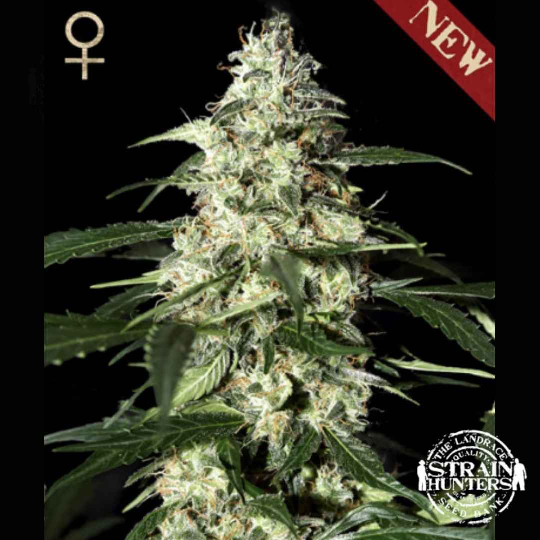 Harzige Auto Skunk Hauptblüte mit weißen Trichomen, orangefarbenen Blütenfäden und schmalen grünen Blättern