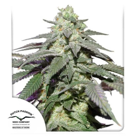 Auto Skywalker Haze Blüte mit dichten Harztrichomen und violettgrünen Blättern von Dutch Passion