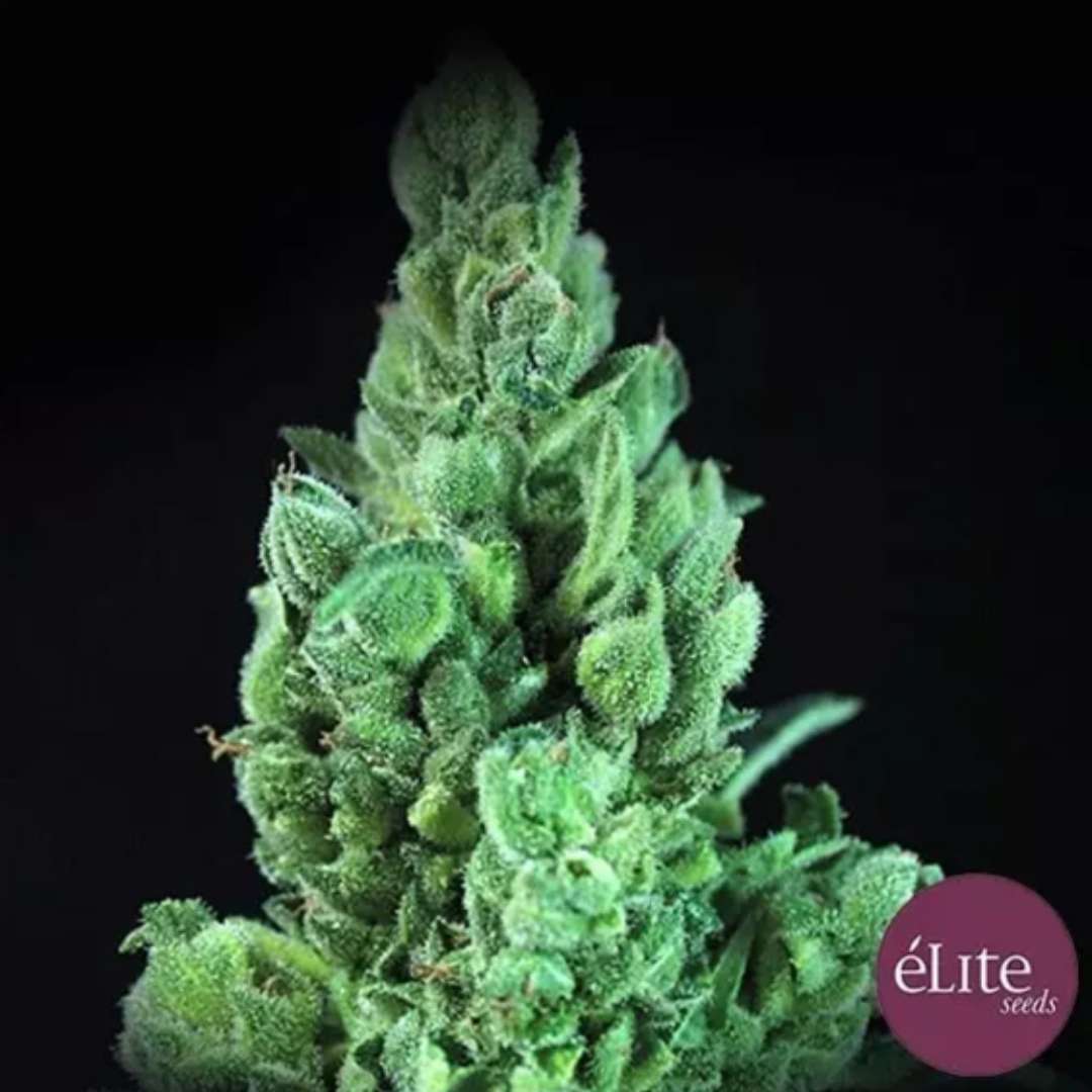 Auto Solodiol CBD Blüte mit harzigen grünen Kelchen und kompakten Blättern