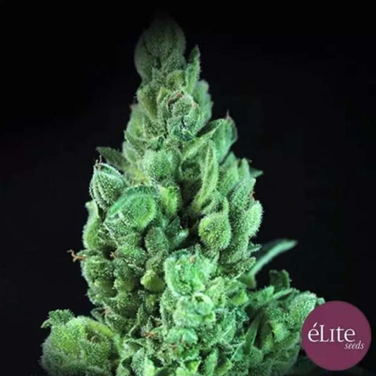 Auto Solodiol CBD Blüte mit harzigen grünen Kelchen und kompakten Blättern