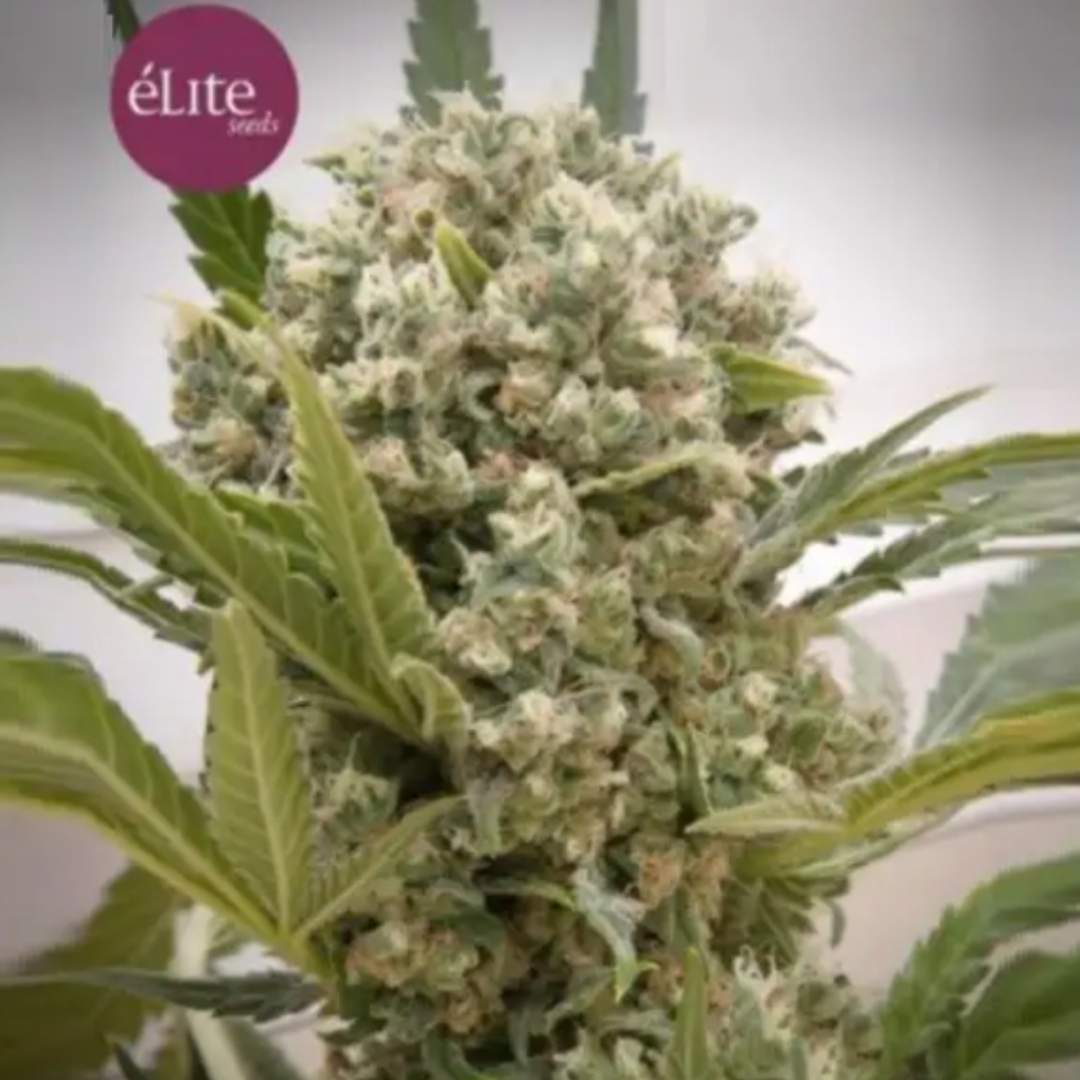 Auto Sologerol CBG Cannabisblüte mit dichten, harzigen Buds und grünen Blättern