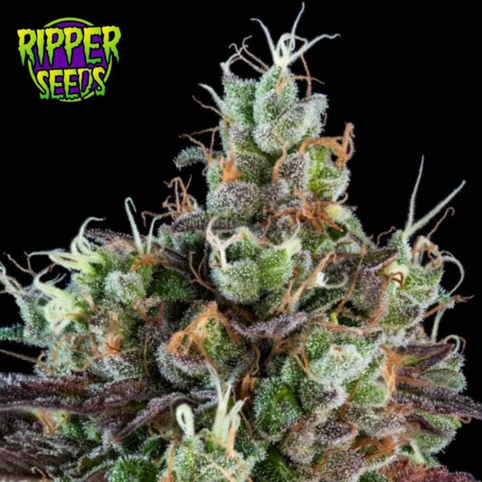 Auto Sour Ripper Blüte mit dichten Trichomen, orangefarbenen Härchen und violetten Zuckerblättern