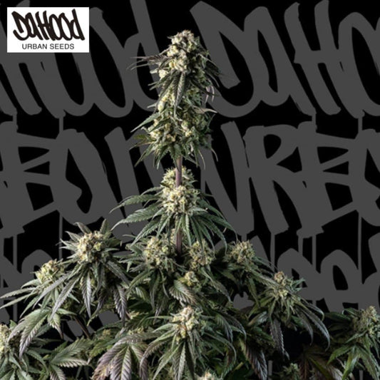 Auto Space Cookies CBD Pflanze mit harzigen Blüten und dunkelgrünen Blättern