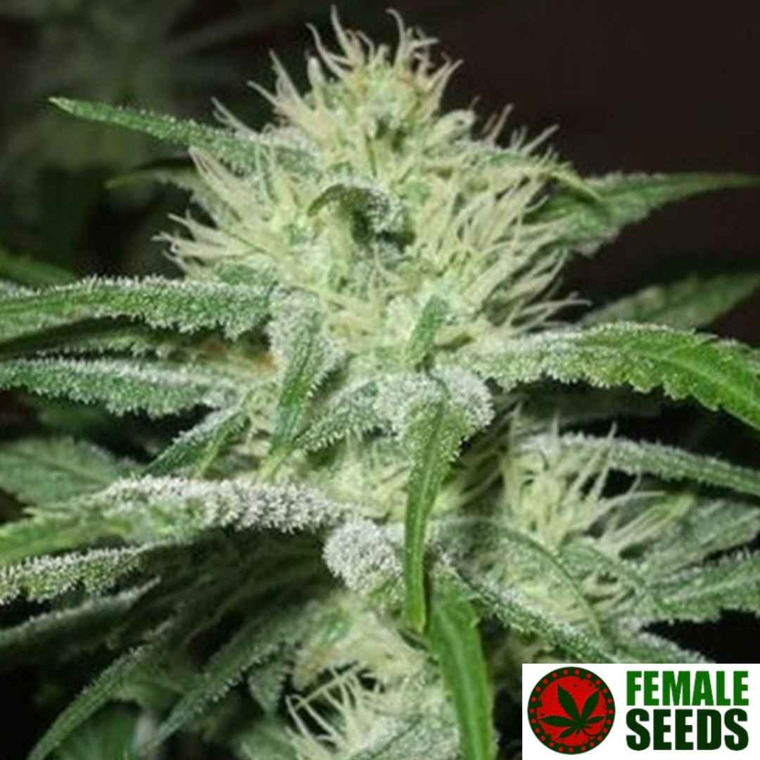 Auto Speed Bud Blüte mit weißen Pistillen und harzreichen Zuckerblättern in früher Blütephase