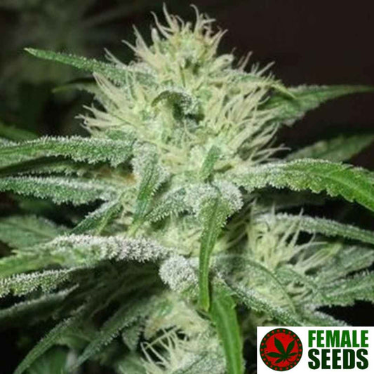 Auto Speed Bud Blüte mit weißen Pistillen und harzreichen Zuckerblättern in früher Blütephase