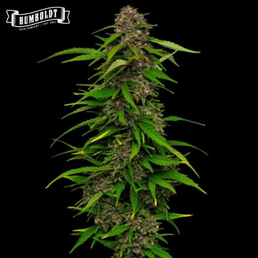 Auto Squirt Cannabispflanze mit dichten, harzigen Blüten und schmalen grünen Blättern