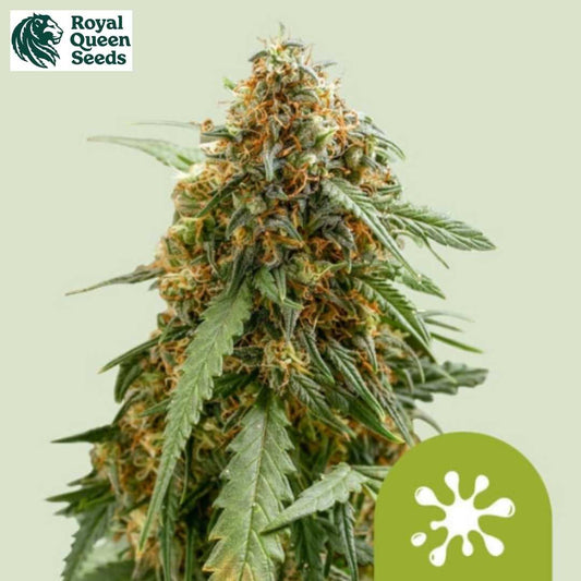 Auto Sticky Queen Blüte mit harzigen Kelchen, orangefarbenen Härchen und dichten grünen Blättern