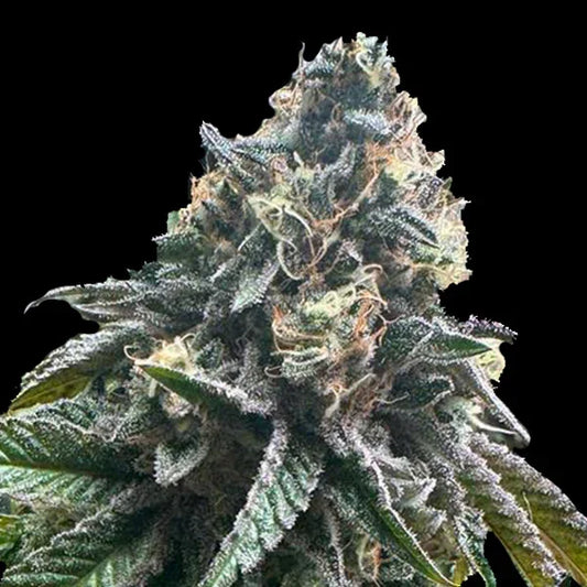 Stark gewachsene, dichte Buds der Strawbilbo Banana Auto mit zahlreichen Trichomen und orangefarbenen Haaren.