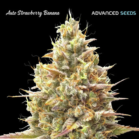 Auto Strawberry Banana (Advanced Seeds) Feminisiert