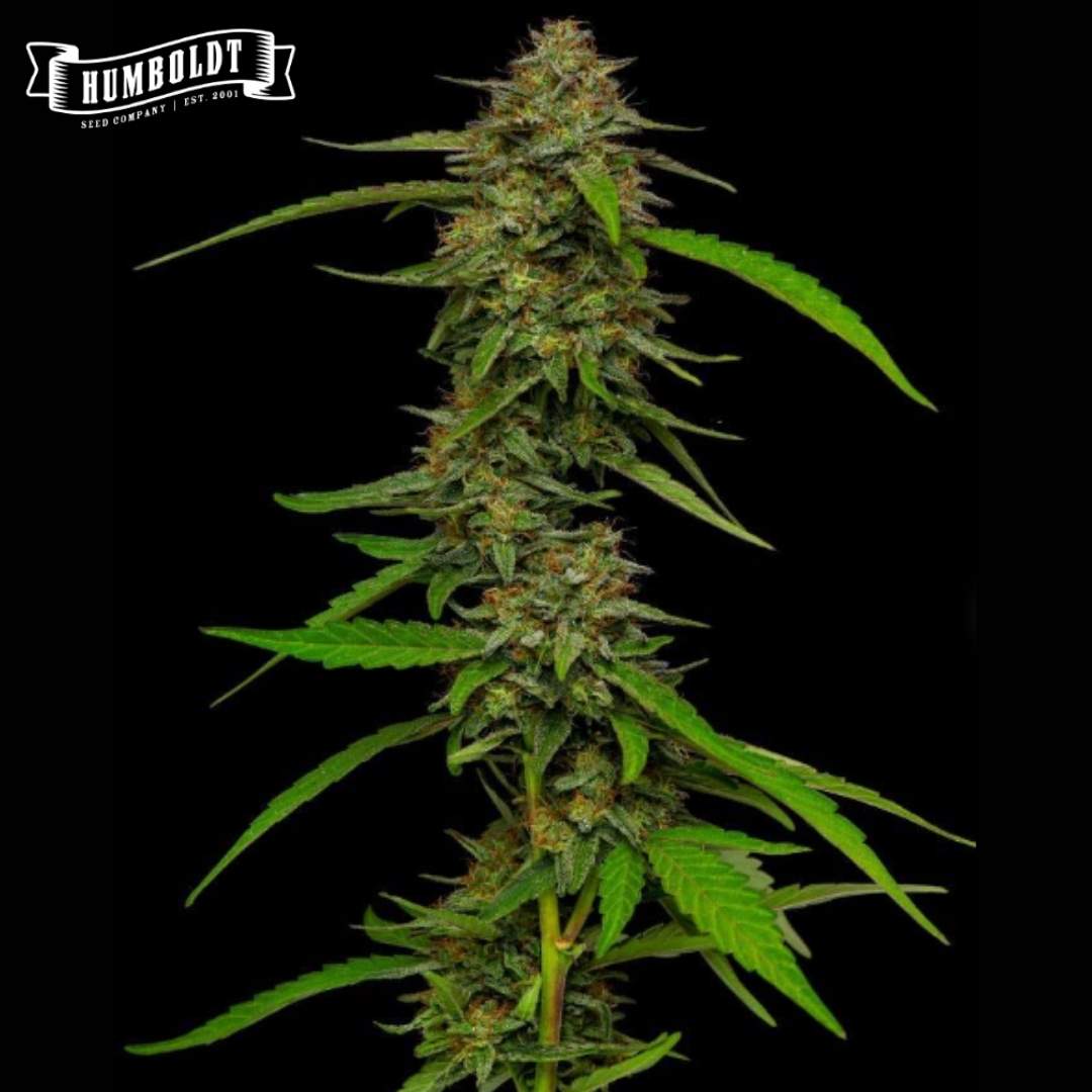 Auto Strawberry Cheesecake Blüte mit harzigen Buds und schmalen grünen Blättern