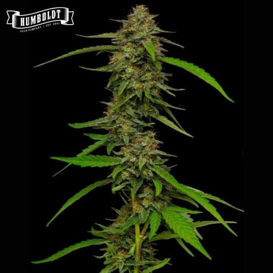 Auto Strawberry Cheesecake Blüte mit harzigen Buds und schmalen grünen Blättern