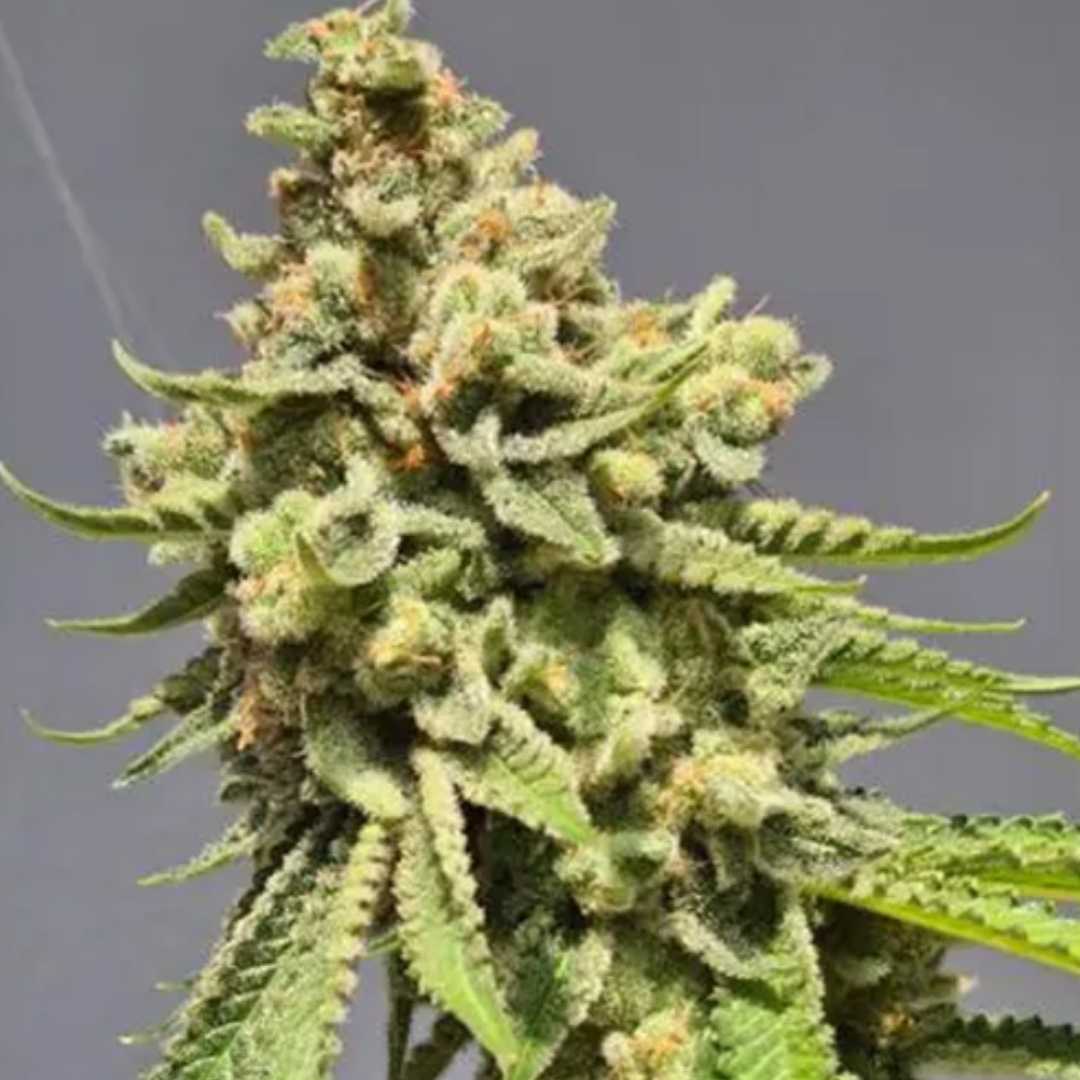 Auto Strawberry Haze von Vision Seeds mit dichter, harziger Cannabisblüte und violett-grünen Akzenten.