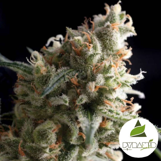 Harzige Blüte der Auto Super Hash mit dichten Trichomen und orangefarbenen Blütenfäden