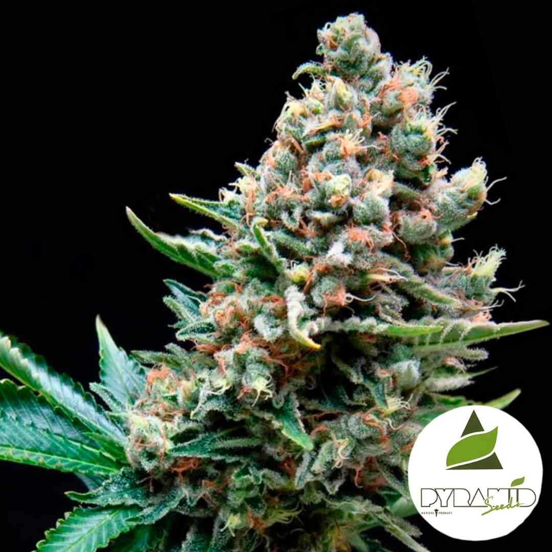 Harzige Auto Super OG Kush Blüte mit dichten Buds und orangefarbenen Härchen