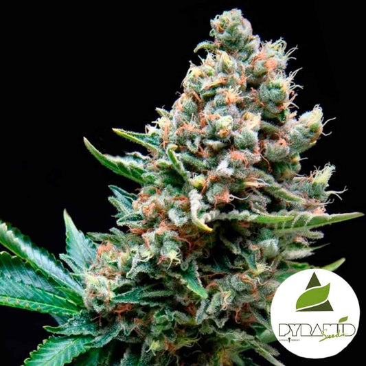 Harzige Auto Super OG Kush Blüte mit dichten Buds und orangefarbenen Härchen