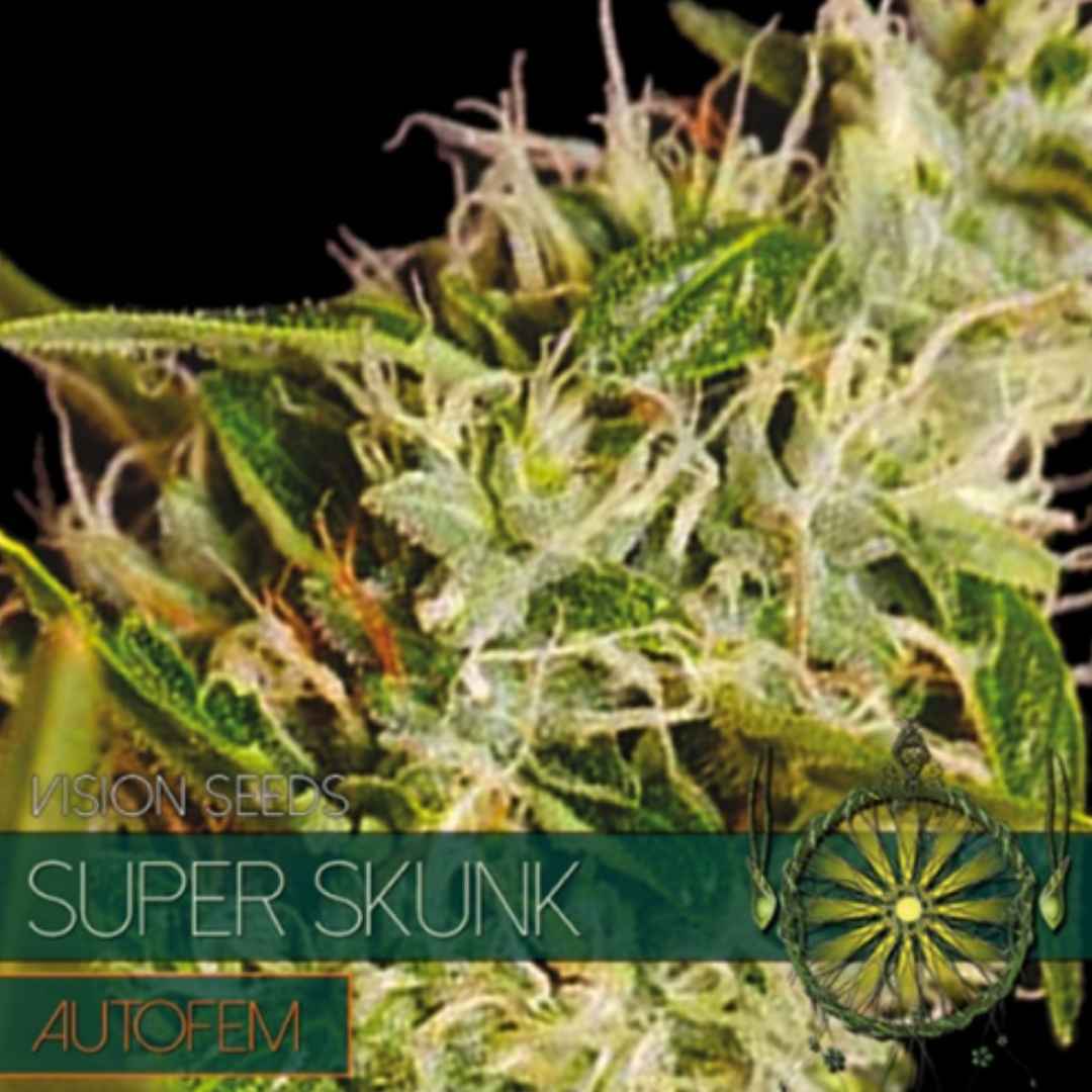 Auto Super Skunk von Vision Seeds mit kompakter, harziger Cannabisblüte und hellen Blütenfäden.