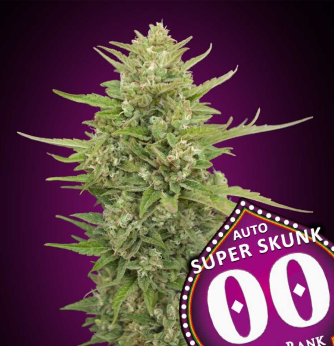 Cannabisblüte der Sorte Auto Super Skunk mit dichten, harzigen Buds und kräftigen grünen Blättern.