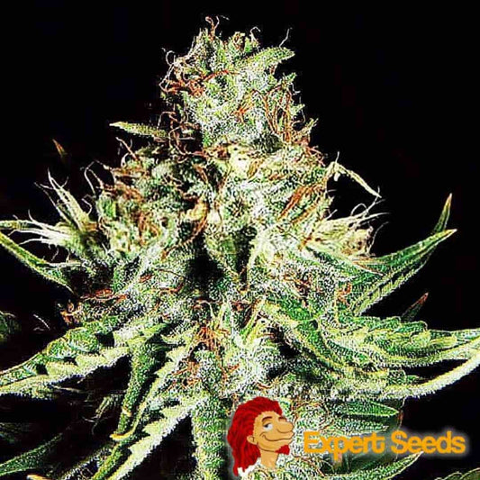 Harzreiche Auto Sweet Cream XXL Blüte mit dichten Trichomen und orangefarbenen Blütenhärchen