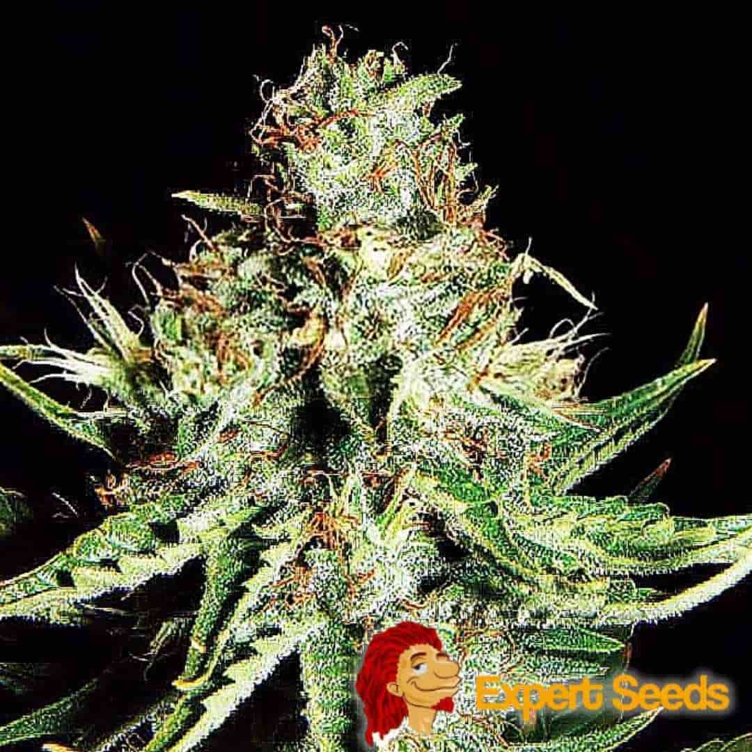 Harzreiche Auto Sweet Cream XXL Blüte mit dichten Trichomen und orangefarbenen Blütenhärchen