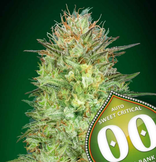 Auto Sweet Critical (00 Seeds) Feminisiert