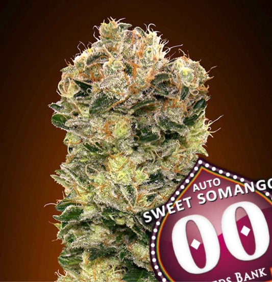 Auto Sweet Somango Blüte mit dichten, harzigen Trichomen und orangefarbenen Haaren.