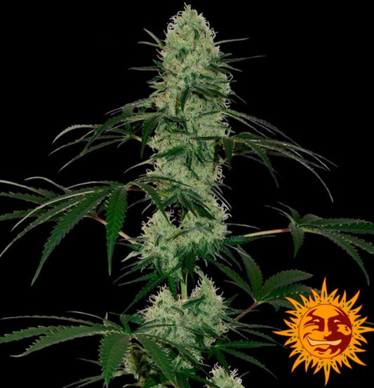 Kräftige Auto Tangerine Dream Pflanze mit dichten Harzbuds auf schwarzem Hintergrund, Logo von Barney’s Farm sichtbar.
