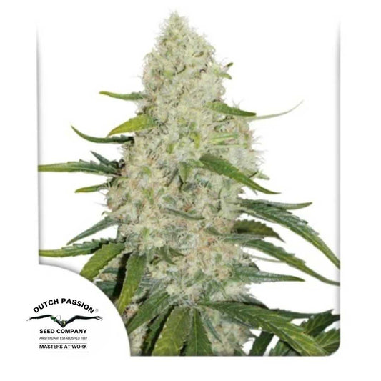 Auto Think Big Blüte mit dichten Buds, bedeckt von Harzschicht und kräftigen grünen Blättern