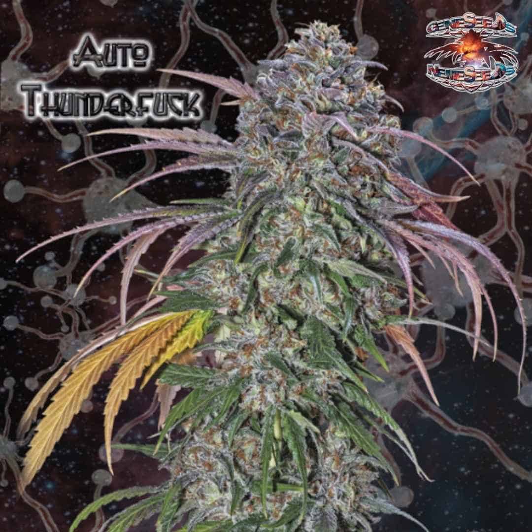 Auto Thunderfuck Cannabisblüte mit dichter Harzschicht, orangefarbenen Härchen und schmalen Blättern
