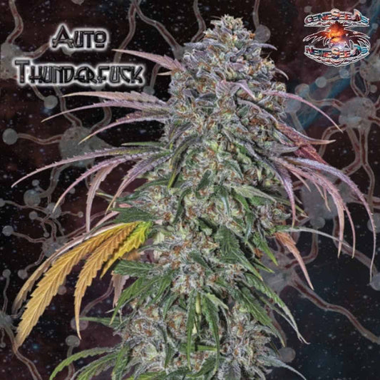 Auto Thunderfuck Cannabisblüte mit dichter Harzschicht, orangefarbenen Härchen und schmalen Blättern