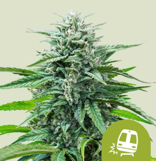 Auto Trainwreck Cannabispflanze mit dichten, harzigen Blüten und kräftigen grünen Blättern.