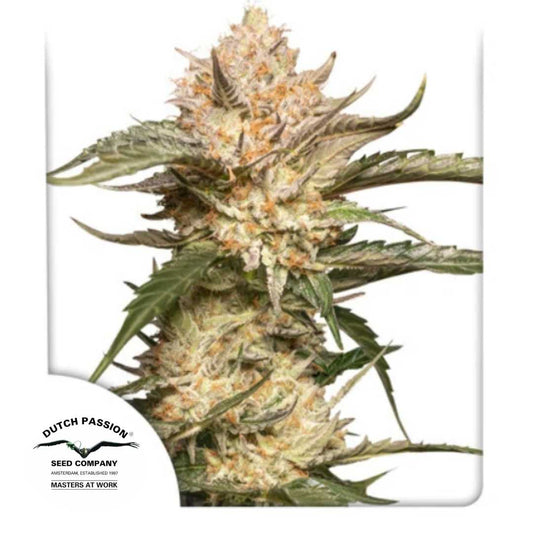 Auto Trichome & Cream Blüte mit dichten, harzüberzogenen Buds und orangefarbenen Blütenhaaren